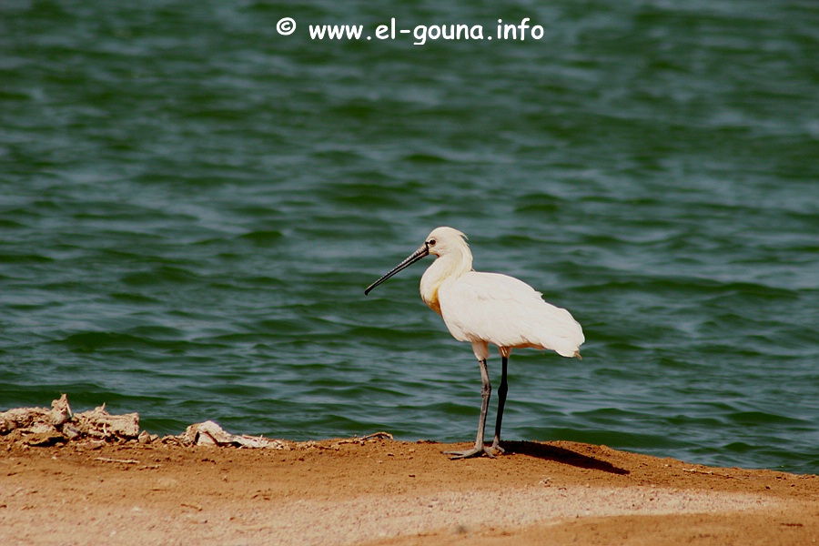 El Gouna Fishfarm 3642